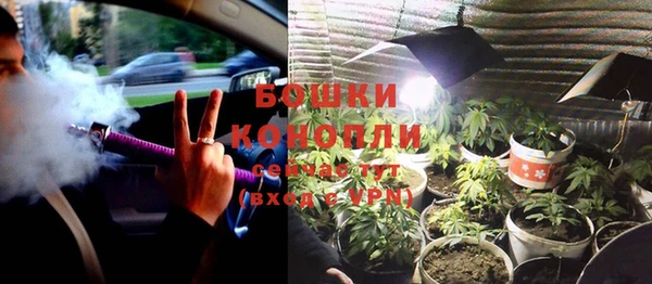 прущие грибы Наволоки